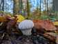 Bimbós pöfeteg (Lycoperdon perlatum), Pilis